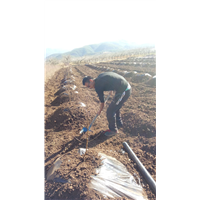 丽江雪桃苗基地供应优质正宗丽江雪桃苗