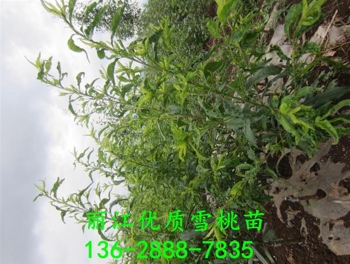 供应丽江雪桃苗&丽江雪桃苗批发供应 