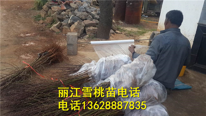 丽江雪桃苗打包出售了总有你要的品质