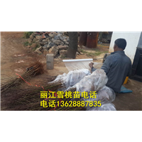 丽江雪桃苗打包出售了总有你要的品质