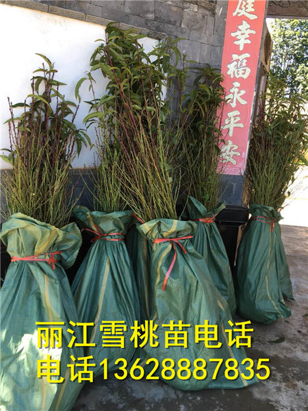 正宗丽江雪桃苗打包完成 等着装车出售 