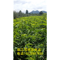 2018年丽江雪桃苗开始预售了 欢迎来电咨询！ 