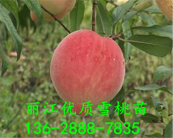 丽江雪桃&丽江雪桃批发价格 