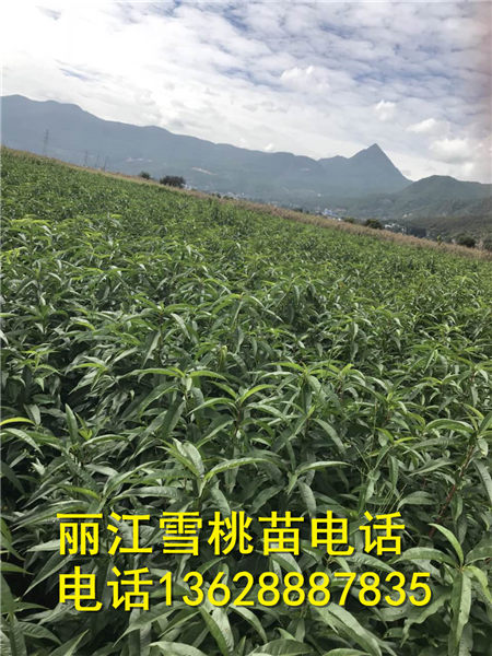 丽江雪桃苗基地 **的丽江雪桃苗基地 
