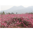 丽江雪桃开花的季节分外夺目 