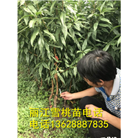 丽江雪桃苗 产地直销 质量保障 