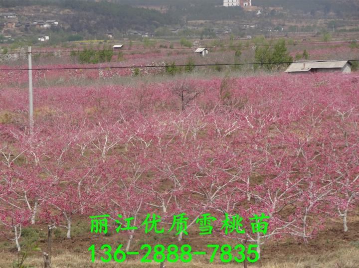 丽江雪桃苗#雪桃苗批发供应