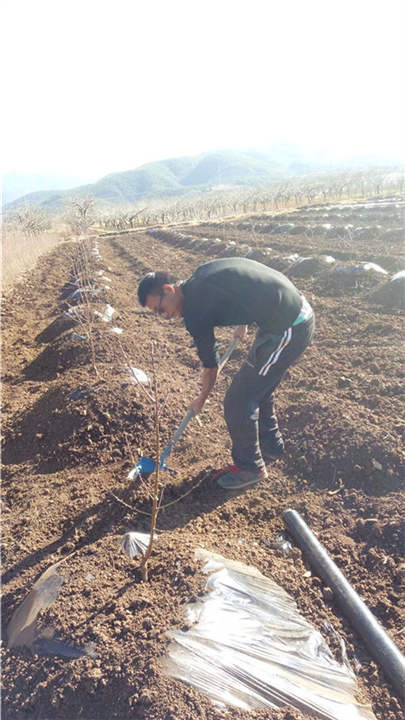 丽江雪桃苗基地供应优质正宗丽江雪桃苗