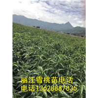 丽江雪桃苗基地 **的丽江雪桃苗基地 