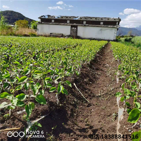 丽江木梨苗基地告诉你晚来的丽江木梨一般11月中旬开始采摘