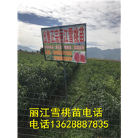 丽江雪桃苗基地直销电话18388841516