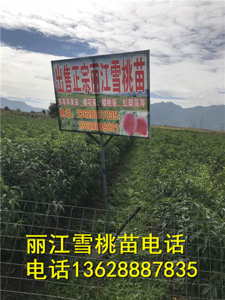 丽江雪桃苗基地直销电话18388841516