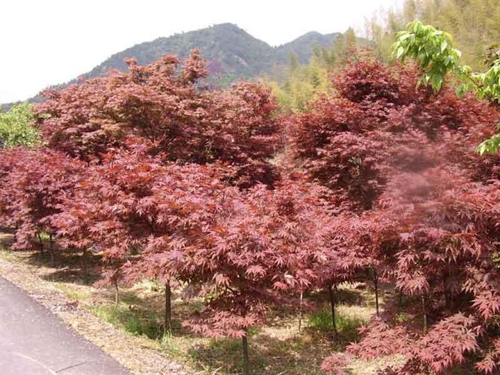 广西红枫、广西红枫价格、广西红枫批发 