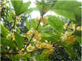 广西桂花树基地|优质桂花树基地|广西桂花树种植 