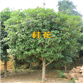 广西桂花树|广西桂花树供应|精品桂花树供应 