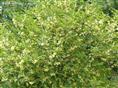 广西桂花树|广西桂花树供应|精品桂花树供应 