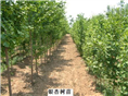 优质银杏树基地|广西银杏树基地|广西银杏树批发 