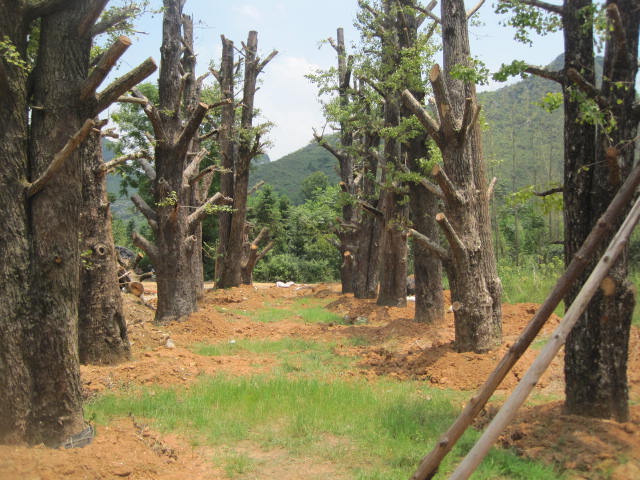 优质银杏树基地|广西银杏树基地|广西银杏树批发 