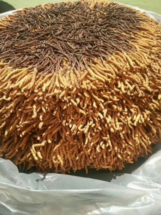 南京冬虫夏草回收分享茅台酒条码知识