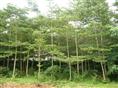 小叶榄仁-广西本地木棉销售