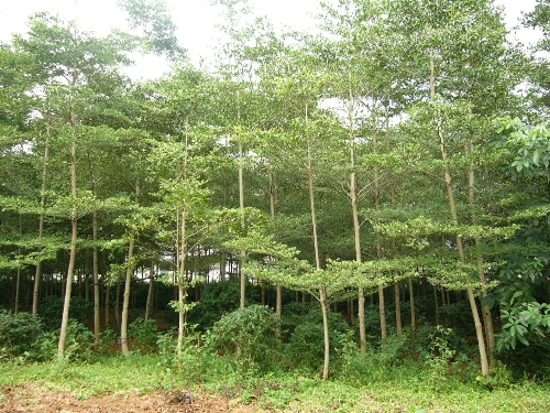 小叶榄仁-广西本地木棉销售
