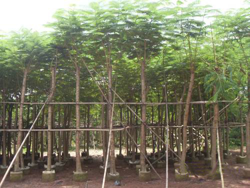 鸡冠刺桐-广西凤凰木供应