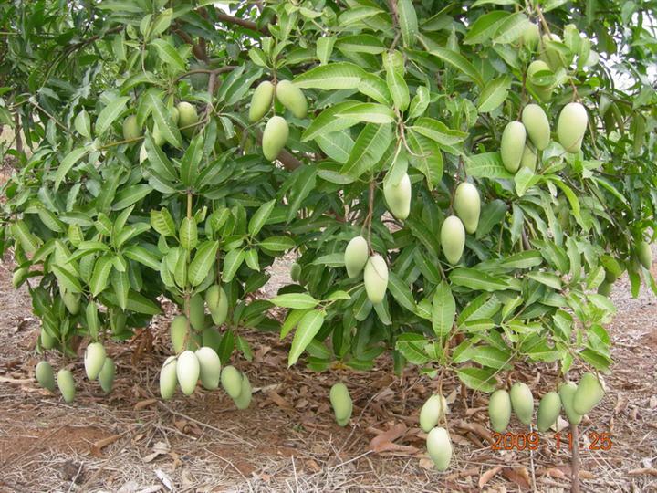 芒果树-广西本地木棉销售