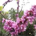 紫荆-广西白玉兰廉价供应