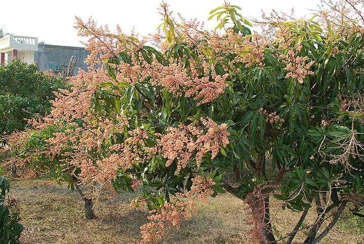 芒果树-广西本地木棉销售