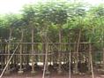 鸡冠刺桐-广西凤凰木供应