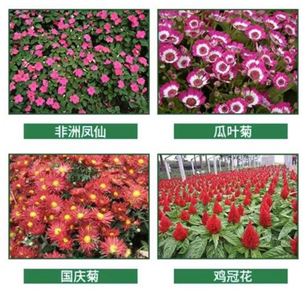武汉草花分享非洲凤仙知识