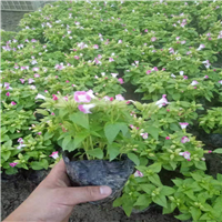 湖北草花 