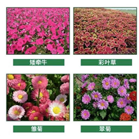 江汉园艺公司提供矮牵牛资讯