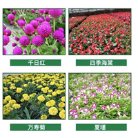 天门草花分享四季秋海棠知识