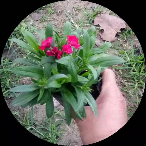 湖北草花,湖北苗木我公司种殖专业草花苗木 