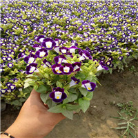 天门草花、仙桃草花 
