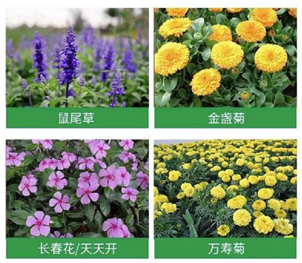 湖北草花介绍宿根草花的优势