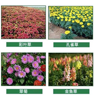 仙桃草花分享孔雀草知识