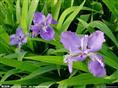 湖北草花/湖北苗木/湖北那里苗木好呢？ 