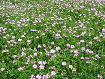 湖北苗木/湖北草花/湖北苗木那里的**？联系电话是多少 