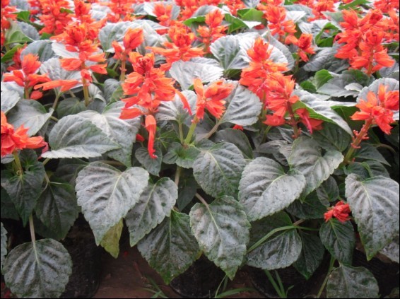 仙桃草花/湖北优质草花供应