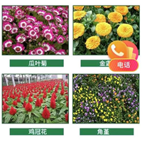 宜昌草花提供瓜叶菊资讯