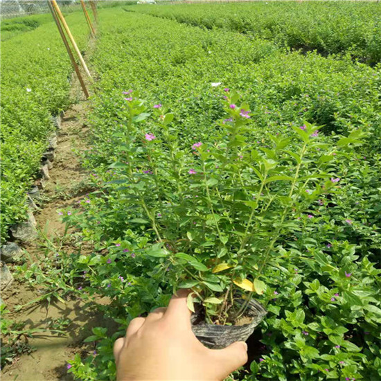 仙桃花卉,湖北草花市场 