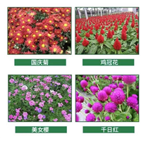 湖北草花公司