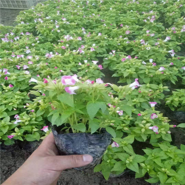 湖北草花 