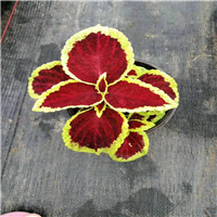 天门草花批发、仙桃草花基地 
