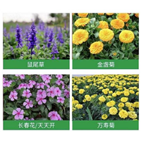 湖北草花介绍宿根草花的优势