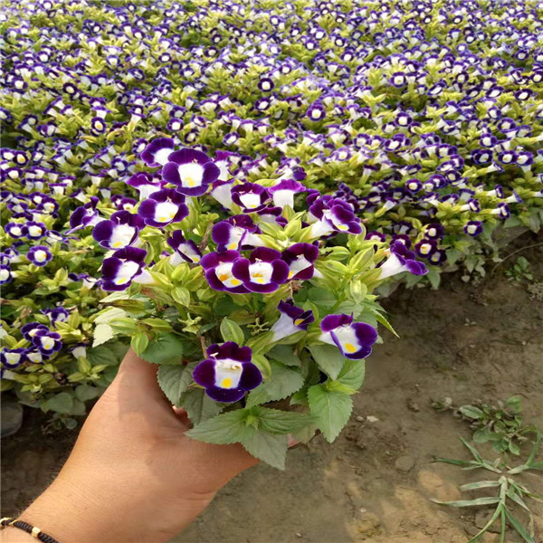 天门草花、仙桃草花 