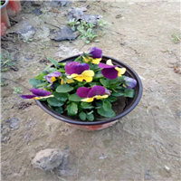 湖北苗木，湖北草花 