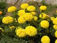 湖北苗木/湖北四季草花万寿菊价格